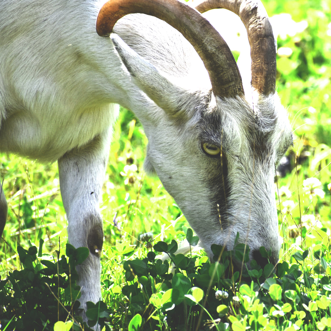 Our Oldest Goat - Cookie